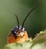 Euura melanocephala